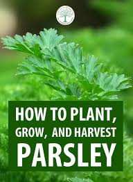 Some say the flavor is best if the leaves are harvested just as the flowers bloom. How To Plant Grow And Harvest Parsley The Homesteading Hippy
