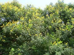 Image result for Peltophorum africanum