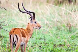 Maybe you would like to learn more about one of these? 32 Amazing African Safari Animals A Photo Guide Passport Pixels