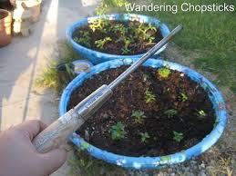 Raised Beds For Kid Gardens Kiddie Pools Good Idea To Let Them Be Responsible For The Whole Thing Gardening For Kids Kiddie Pool Raised Beds
