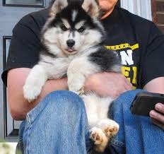 If you are interested in a virtual adoption appointment please fill out our virtual adoption interest form. Siberian Husky Puppy For Sale Adoption Rescue For Sale In Greensboro North Carolina Classified Americanlisted Com