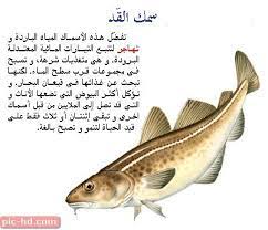 اجمل صور سمك القد صور سمك القد وفوائده fish pet pics pets