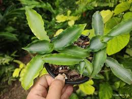 Image result for Murdannia tenuissima