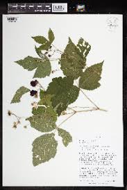 Image result for Rubus chapmanianus