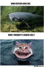 Meme Center Largest Creative Humor Community Pets Pets Movie Cat Pet Supplies