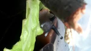 Caracolus excellens (keine achatschnecken) уборка у древесных улиток растопырь глаза, заяви о себе. Pleurodonte Excellens Caracolus Youtube