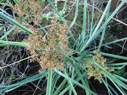 Image result for Cyperus sp. (ex Mariscus sp.no.1)