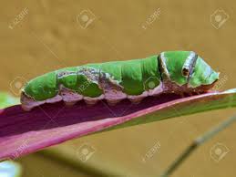 Maybe you would like to learn more about one of these? Makro Image Of Big Green Caterpillar On Plant Leaf In Spring Stock Photo Picture And Royalty Free Image Image 11286061