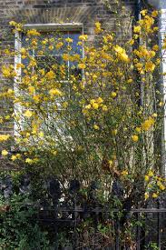 Image result for Kerria japonica