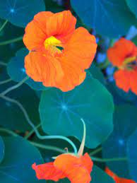Nasturtiums Plant With Cucumbers Squash Broccoli To Repel Bugs Plants Plants That Repel Bugs Garden Pests