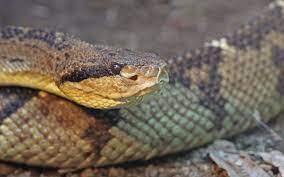 Central American Bushmaster Lachesis Stenophrys Bushmaster Komodo Dragon Cool Snakes