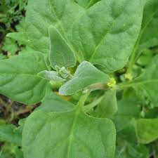 Image result for Tetragonia spicata