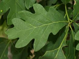 Image result for white oak leaf