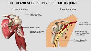 For that reason, and because of the dexterity of the shoulder joint itself, the musculature of the shoulder is complex, ranging from massive prime mover muscles to finer. Shoulder Joint Anatomy Youtube
