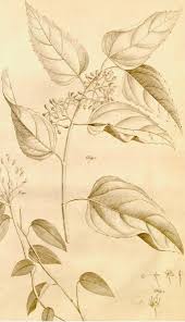 Image result for Cissus petiolata