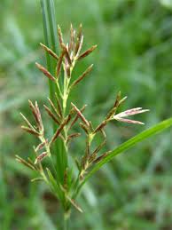 Image result for Cyperus rotundus
