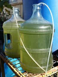 So let's get into the specifics. Diy Bioreactor Algae Based Co2 Scrubber Steemit