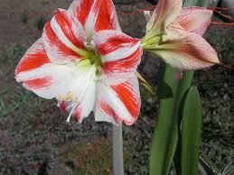Image result for Hippeastrum