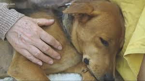Do Cats And Dogs Need The Covid 19 Vaccine Wcnc Com