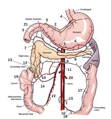 Posterior abdominal wall and blood vessels. Anatomy Final Abdominal Arteries Labeling Flashcards Quizlet