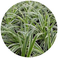 Image result for Chlorophytum delicatulum