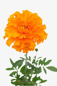 Yellow Marigold Flowers Marigold Plant Png Transparent Clipart Image And Psd File For Free Download Flower Images Floral Watercolor Flowers