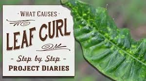 It could quite easily be temperature shock, lack of water and dry humidity. How To Diagnose Treat Leaf Curl Yellowing Leaves Inc Lemon Tree Update Youtube