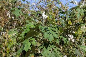 Image result for Berkheya bipinnatifida