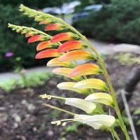 Image result for Mina lobata