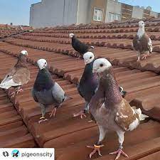 pigeon pigeons racingpigeons racingpigeon pigeonsofinstagram pigeonracing guvercin tauben bird birds pi sevimli hayvan yavrulari hayvan hayvanlar
