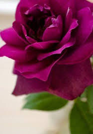 The color pink can be considered a shade of red, and pink flowers share a bit of the same flamboyance created by red flowers.but pink comes in many shades, ranging from a very light pink that is nearly white, to a deep pinkish color that approached magenta and could be grouped together with purple flowers.in other words, pink can be subtle and understated, or bold and quite dramatic, depending. Free Space Games Itself Patch Ourselves Mmorpg Her Flowers Beautiful Roses Beautiful Flowers