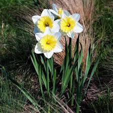 Fragrant Yellow Daffodil Bulbs Narcissus Ice Follies 10 Very Large Bulbs 15 17 Cm Daffodil Bulbs Yellow Daffodils Daffodils