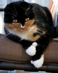 Cats for sale who need a home. Polydactyl Calico Scottish Fold Cat Can You See Mittens Pretty Cats Beautiful Cats Cat Scottish Fold