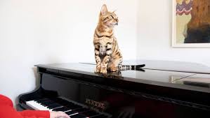 Though you don't see your kitty tapping their paws to the beat, could they be enjoying the rhythm? Do Cats Like Music Understanding Cat Behaviour Purina