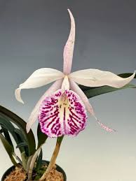 Image result for Eulophia calantha