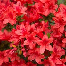 It shows off beautiful dark green foliage and masses of pink petals ideal for garden beds. Azalea Red Formosa 2 5qt U S D A Hardiness Zones 8 9 1pc National Plant Network Target