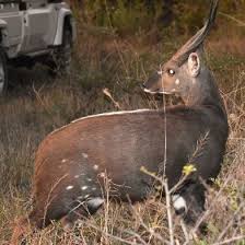 Image result for Helichrysum aureo-nitens