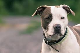 Hàm răng chó pitbull dài, đều và cực kỳ sắc nhọn. Mua Ban Cho Pitbull Thuáº§n Chá»§ng Gia Tá»'t Táº¡i Ha Ná»™i Va Tp Hcm