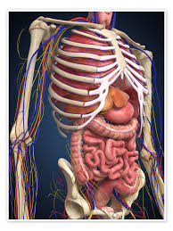 Image result for internal organs