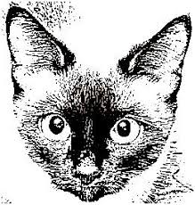 More images for how to draw a siamese cat step by step » How To Draw A Cat Resources And References