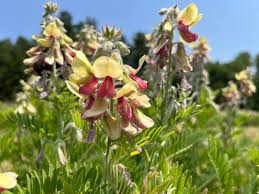 Image result for Tephrosia polystachya