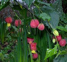 Find & download free graphic resources for lantern plant. Lantern Japanese Japanese Lantern Wild Flower Finder
