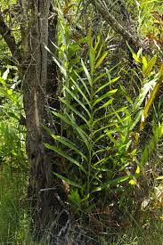 Image result for Acrostichum aureum