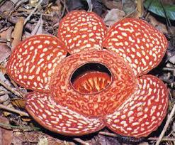 Borneo Carnivorous Plants Carnivorous Strange Flowers