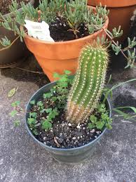 Why does a cactus turn yellow and brown? Cactus Is Becoming Brown From The Bottom Gardening Landscaping Stack Exchange