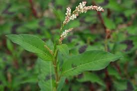 Image result for Persicaria lapathifolia