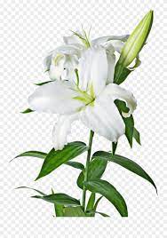 Download Easter Lily Garland Png Picture Free Transparent White Lily Png Clipart 140220 Pinclipart