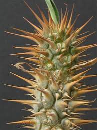 Image result for Euphorbia didiereoides