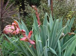 Image result for Beschorneria yuccoides