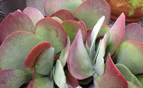 Check spelling or type a new query. Kalanchoe Bronze Sculpture 150mm Pot Dawsons Garden World